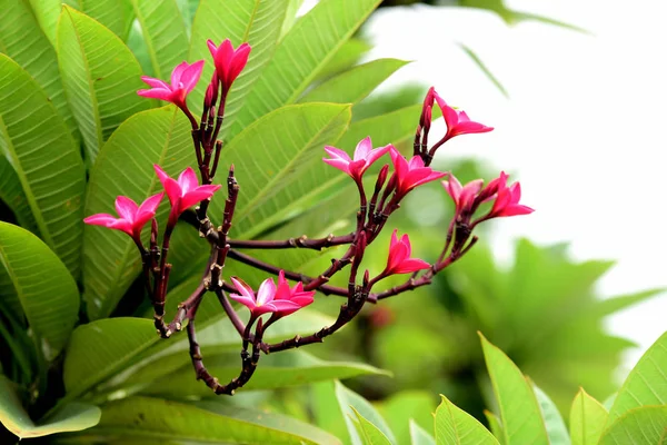 Kolorowe Kwiaty Ogrodzie Kwitnący Kwiat Plumeria Piękne Kwiaty Ogrodzie Blooming — Zdjęcie stockowe