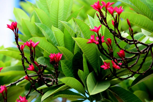 Flores Coloridas Grupo Flores Grupo Flores Amarillas Blancas Rosadas Frangipani —  Fotos de Stock