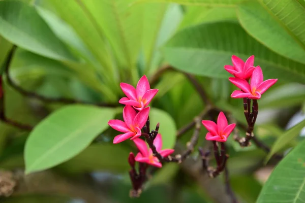 庭にはカラフルな花 プルメリアの花が咲いています 夏に庭の咲く美しい花 正式な庭園 美しい庭園 — ストック写真