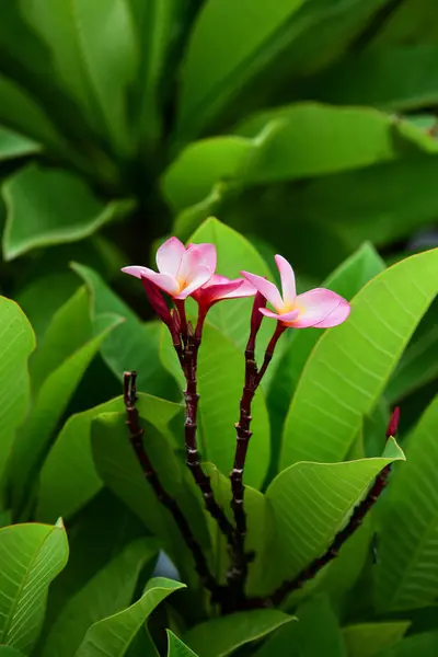 Kolorowe Kwiaty Ogrodzie Kwitnący Kwiat Plumeria Piękne Kwiaty Ogrodzie Blooming — Zdjęcie stockowe