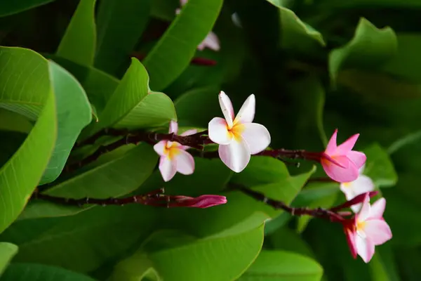 Fiori Colorati Giardino Fiori Plumeria Bellissimi Fiori Giardino Fioritura Estate — Foto Stock