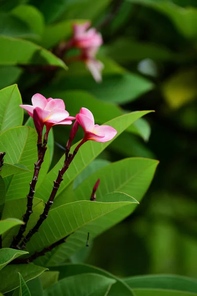 Красочные Цветы Саду Цветущие Цветы Plumeria Цветущие Цветы Саду Парк — стоковое фото