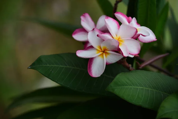 庭にはカラフルな花 プルメリアの花が咲いています 夏に庭の咲く美しい花 正式な庭園 美しい庭園 ストック画像