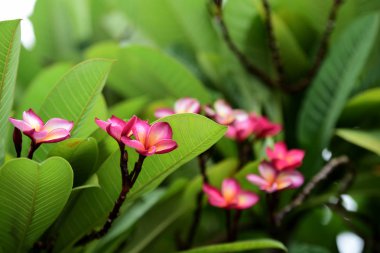 Renkli çiçek. Flower.group sarı beyaz ve pembe çiçek (Frangipani, Plumeria) grup beyaz ve sarı arka planda yaprakları ile frangipani çiçekler. Plumeria çiçek çiçeklenme .