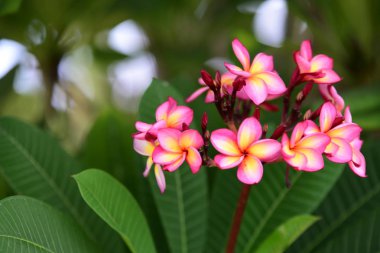 Renkli çiçek. Flower.group sarı beyaz ve pembe çiçek (Frangipani, Plumeria) grup beyaz ve sarı arka planda yaprakları ile frangipani çiçekler. Plumeria çiçek çiçeklenme .