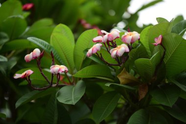 Bahçede renkli çiçek. Plumeria çiçek çiçeklenme. Yaz aylarında bahçe Blooming güzel çiçeklenir. Resmi bahçe. Park. Güzel bahçe.