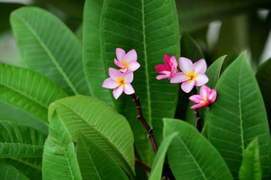Bahçede renkli çiçek. Plumeria çiçek çiçeklenme. Yaz aylarında bahçe Blooming güzel çiçeklenir. Resmi bahçe. Park. Güzel bahçe.