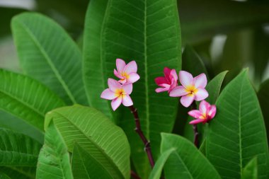 Bahçede renkli çiçek. Plumeria çiçek çiçeklenme. Yaz aylarında bahçe Blooming güzel çiçeklenir. Resmi bahçe. Park. Güzel bahçe.