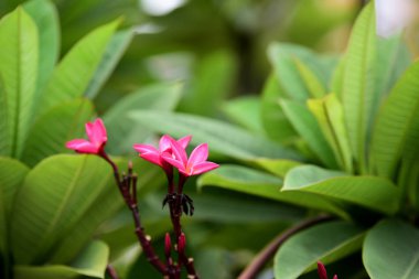 Bahçede renkli çiçek. Plumeria çiçek çiçeklenme. Yaz aylarında bahçe Blooming güzel çiçeklenir. Resmi bahçe. Park. Güzel bahçe.