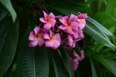 Renkli çiçek. Flower.group sarı beyaz ve pembe çiçek (Frangipani, Plumeria) grup beyaz ve sarı arka planda yaprakları ile frangipani çiçekler. Plumeria çiçek çiçeklenme .