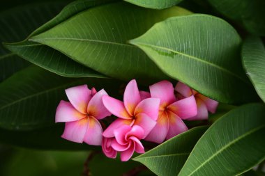 Renkli çiçek. Flower.group sarı beyaz ve pembe çiçek (Frangipani, Plumeria) grup beyaz ve sarı arka planda yaprakları ile frangipani çiçekler. Plumeria çiçek çiçeklenme .