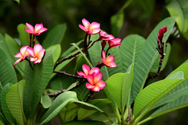 Renkli çiçek. Flower.group sarı beyaz ve pembe çiçek (Frangipani, Plumeria) grup beyaz ve sarı arka planda yaprakları ile frangipani çiçekler. Plumeria çiçek çiçeklenme .