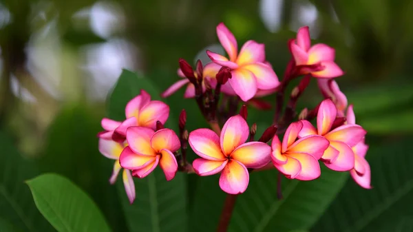 Fleurs Colorées Dans Jardin Fleurs Plumeria Fleurir Belles Fleurs Dans — Photo