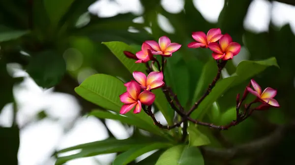 Kolorowe Kwiaty Ogrodzie Kwitnący Kwiat Plumeria Piękne Kwiaty Ogrodzie Blooming — Zdjęcie stockowe