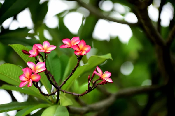 Красочные Цветы Саду Цветущие Цветы Plumeria Цветущие Цветы Саду Парк — стоковое фото