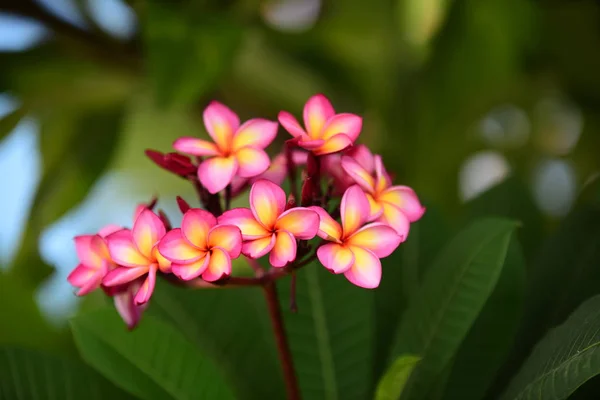 Fiori Colorati Giardino Fiori Plumeria Bellissimi Fiori Giardino Fioritura Estate — Foto Stock