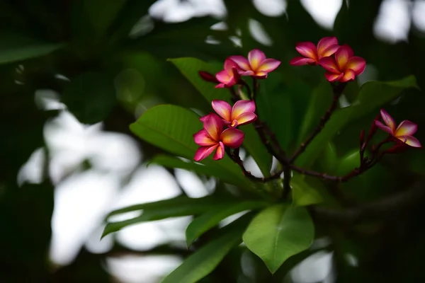 Fiori Colorati Giardino Fiori Plumeria Bellissimi Fiori Giardino Fioritura Estate — Foto Stock