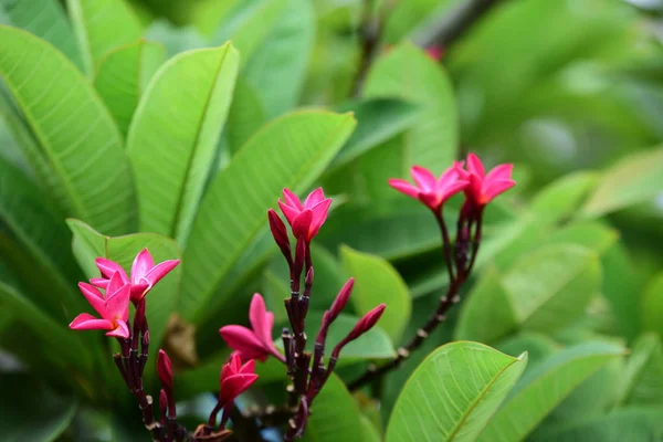 Kolorowe Kwiaty Ogrodzie Kwitnący Kwiat Plumeria Piękne Kwiaty Ogrodzie Blooming — Zdjęcie stockowe