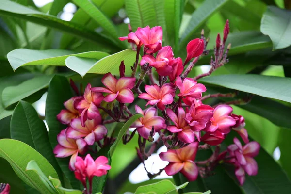 Renkli çiçek. Flower.group sarı beyaz ve pembe çiçek (Frangipani, Plumeria) grup beyaz ve sarı arka planda yaprakları ile frangipani çiçekler. Plumeria çiçek çiçeklenme .