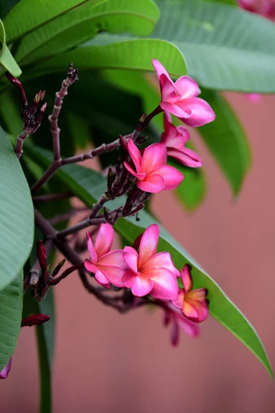 花园里五颜六色的花朵 鸡蛋花开花 花园里美丽的花朵在夏天盛开 园景园正式花园 美丽的花园 — 图库照片