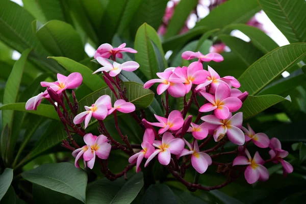 Bunte Blumen Garden Plumeria Flower Blooming Beautiful Blumen Garten Blüht — Stockfoto