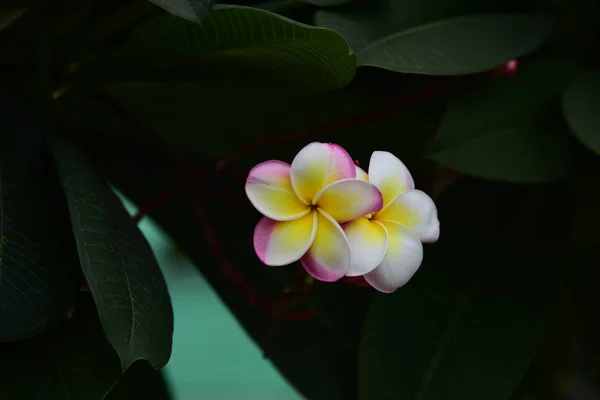 Flores Coloridas Jardim Flor Plumeria Florescer Lindas Flores Jardim Florescendo — Fotografia de Stock