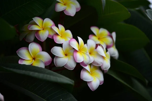 Bunte Blumen Garden Plumeria Flower Blooming Beautiful Blumen Garten Blüht — Stockfoto