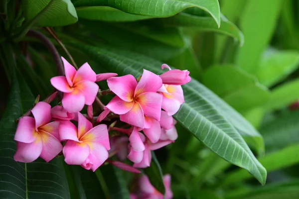 Färgglada Blommor Trädgården Plumeria Blomma Blommande Vackra Blommor Den Trädgård — Stockfoto