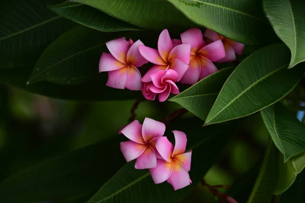 Fleurs Colorées Dans Jardin Fleurs Plumeria Fleurir Belles Fleurs Dans — Photo