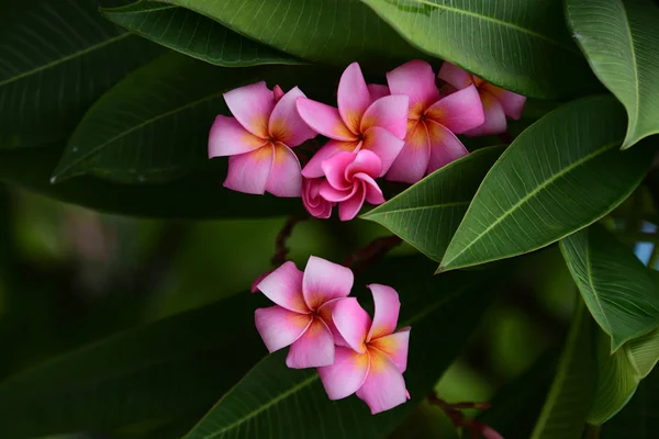 Flores Coloridas Jardim Flor Plumeria Florescer Lindas Flores Jardim Florescendo — Fotografia de Stock