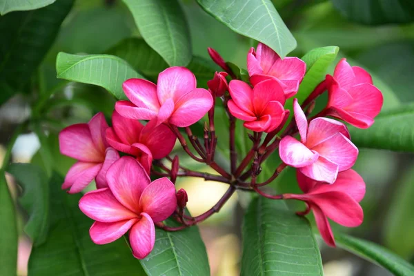 Fleurs Colorées Dans Jardin Fleurs Plumeria Fleurir Belles Fleurs Dans — Photo