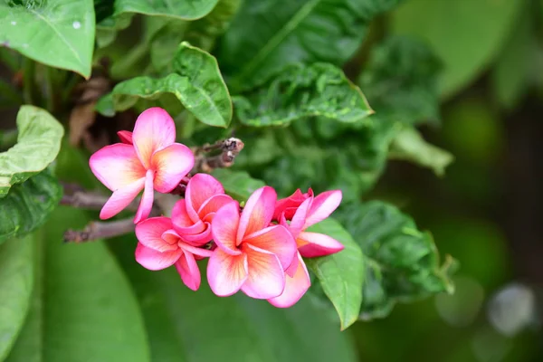 花园里五颜六色的花朵 鸡蛋花开花 花园里美丽的花朵在夏天盛开 园景园正式花园 美丽的花园 — 图库照片