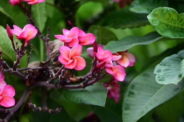 Kolorowe Kwiaty Ogrodzie Kwitnący Kwiat Plumeria Piękne Kwiaty Ogrodzie Blooming — Zdjęcie stockowe