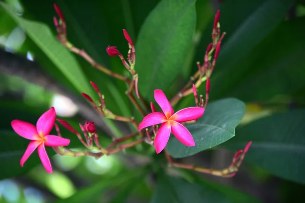 Bahçede Renkli Çiçek Plumeria Çiçek Çiçeklenme Yaz Aylarında Bahçe Blooming — Stok fotoğraf