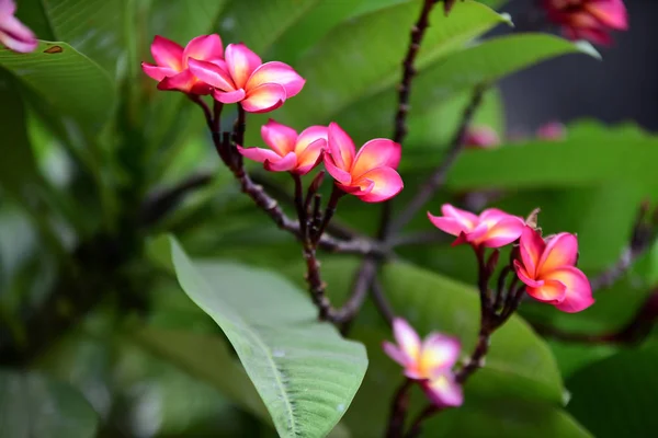 花园里五颜六色的花朵 鸡蛋花开花 花园里美丽的花朵在夏天盛开 园景园正式花园 美丽的花园 — 图库照片