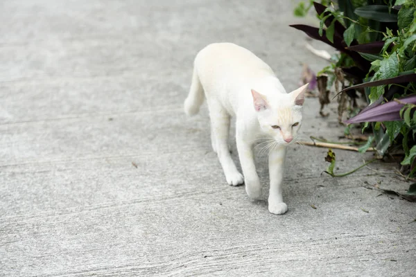 Weiße Katze Geht Ins Freie — Stockfoto