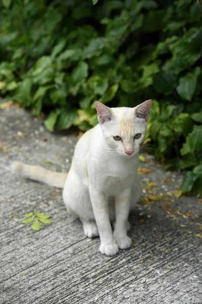 Gato Branco Andando Livre — Fotografia de Stock