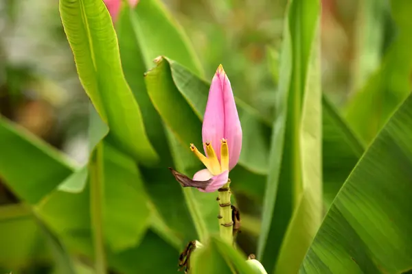 Bunga Berwarna Warni Taman Plumeria Bunga Mekar Bunga Indah Taman — Stok Foto