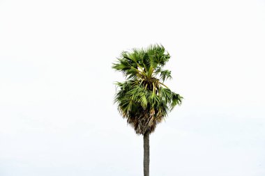 gökyüzü arka plan üzerinde yeşil palmiye ağacı