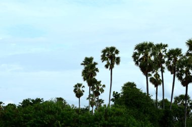 Tayland Yeşil tropikal orman manzara
