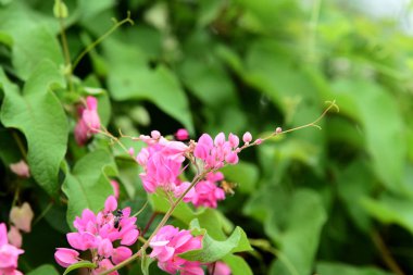 Yeşil arka planda pembe çiçekler