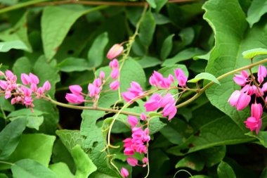 Yeşil arka planda pembe çiçekler 