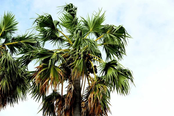 Groen Palmboom Hemelachtergrond — Stockfoto
