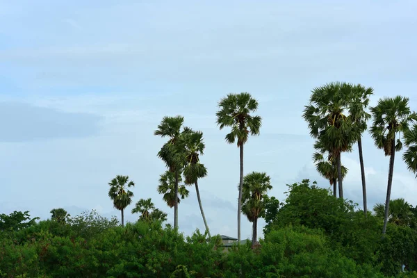 Verde Foresta Tropicale Paesaggio Thailandia — Foto Stock