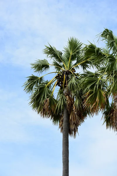 Palmera Verde Fondo Del Cielo — Foto de Stock