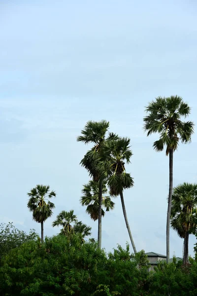 Paisaje Verde Del Bosque Tropical Tailandia — Foto de Stock