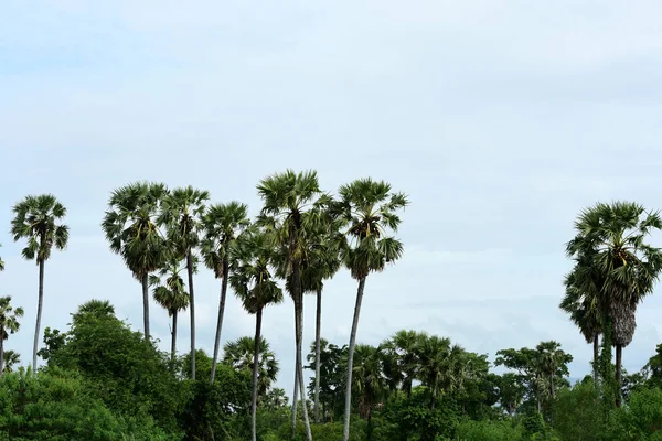 Groen Tropisch Boslandschap Thailand — Stockfoto