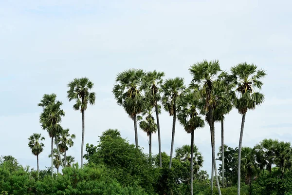 Zielony Tropikalny Las Krajobraz Tajlandii — Zdjęcie stockowe