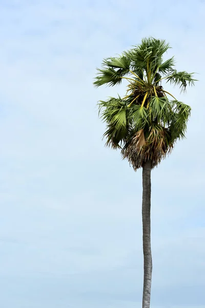 Palmera Verde Fondo Del Cielo — Foto de Stock