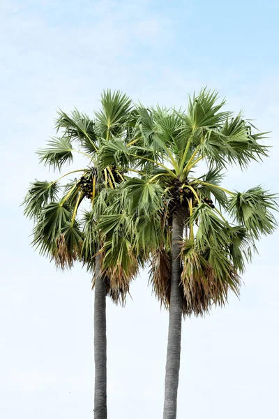 Palmeras Verdes Fondo Del Cielo — Foto de Stock